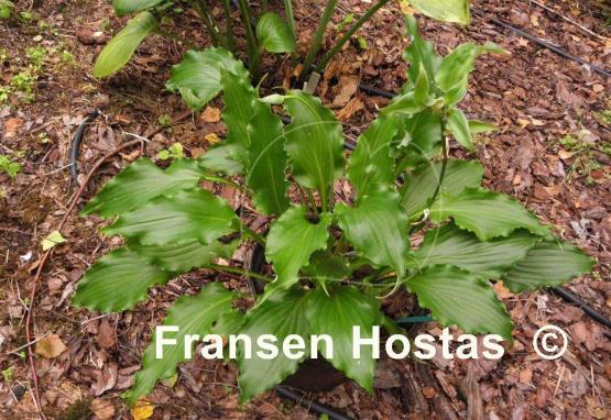 Hosta Unruly Child